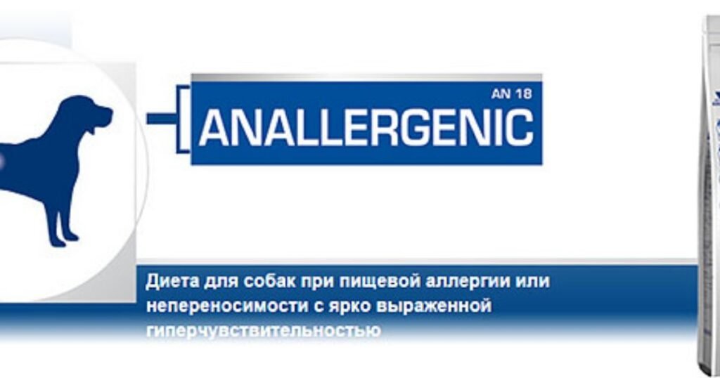 Anallergenic Dog breed playing on clean indoor floor