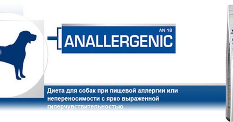 Anallergenic Dog breed playing on clean indoor floor