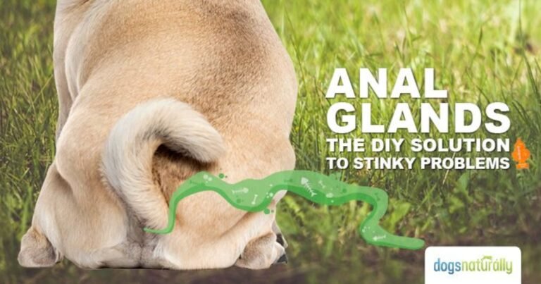 Dog with healthy anal glands after proper diet