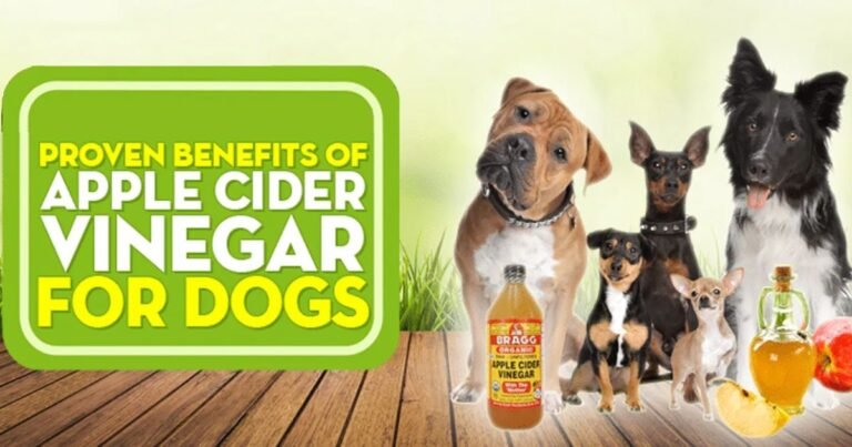 apple cider vinegar in dog's food bowl with measuring spoon