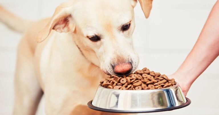 Airtight dog food bin storing kibble on kitchen floor