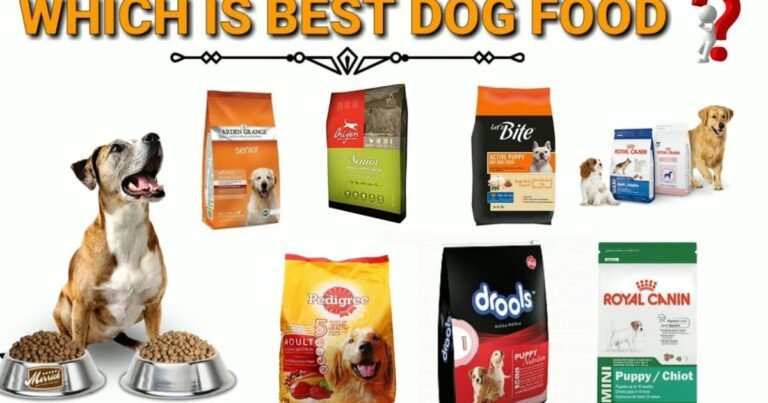 Dog food for mature dogs – senior Labrador eating kibble