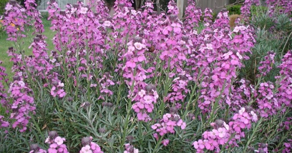 Bowles Mauve wallflower plant blooming in garden border