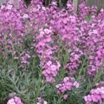 Bowles Mauve wallflower plant blooming in garden border