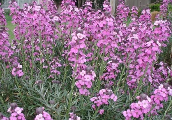 Bowles Mauve wallflower plant blooming in garden border