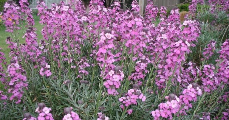 Bowles Mauve wallflower plant blooming in garden border