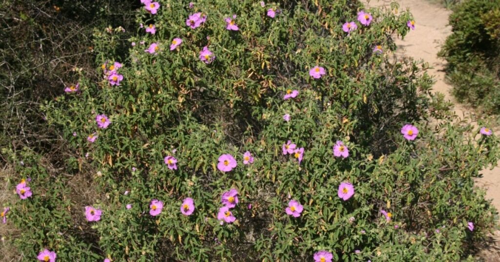 Cistus plant in full bloom under summer sun