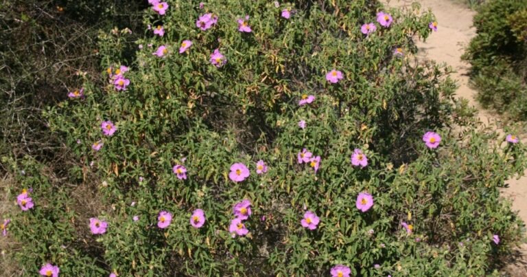 Cistus plant in full bloom under summer sun