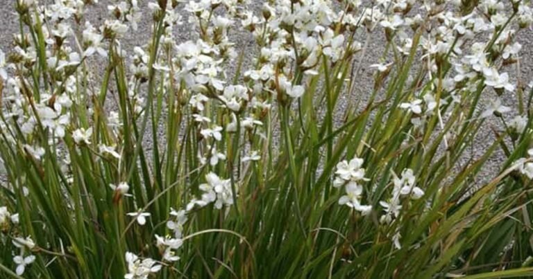 libertia grandiflora plant in full bloom