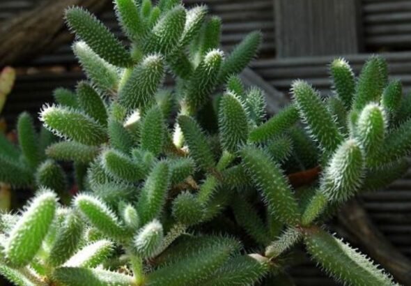pickle plant in white ceramic pot near window