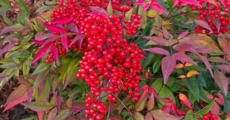 planting nandina in garden soil step by step