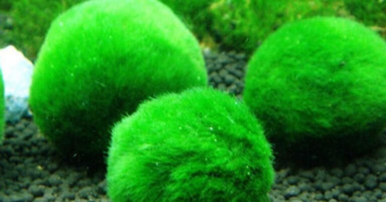 Algae Ball Plant floating in freshwater aquarium