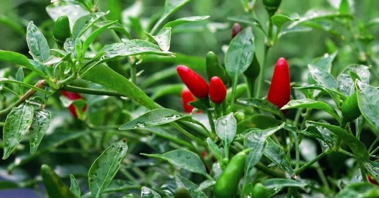 Bird’s Eye Pepper Plant growing in full sunlight