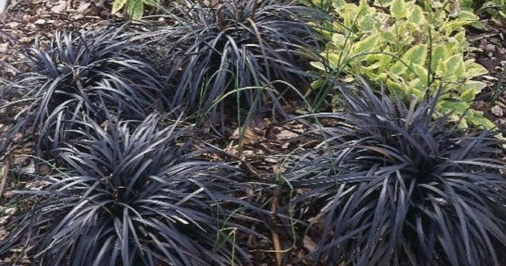Black dragon plant with dark purple leaves in a modern indoor pot