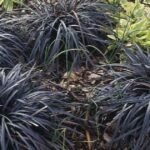 Black dragon plant with dark purple leaves in a modern indoor pot