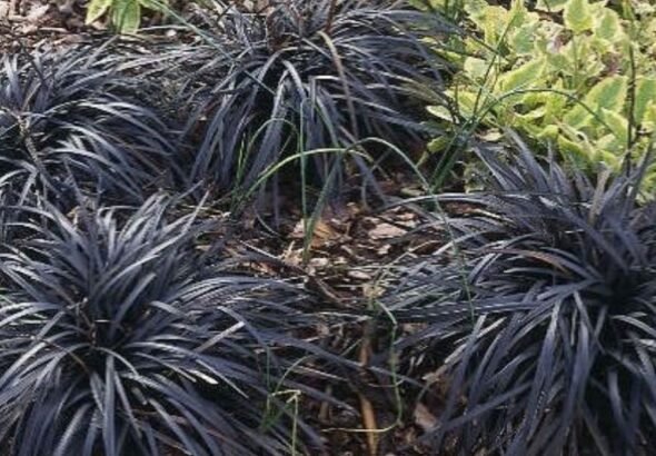 Black dragon plant with dark purple leaves in a modern indoor pot