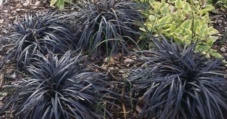 Black dragon plant with dark purple leaves in a modern indoor pot