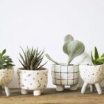 Stylish ceramic pots with plants placed in different home rooms