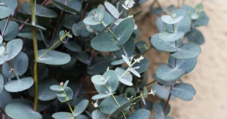 young cider gum plant with silver-blue leaves in garden