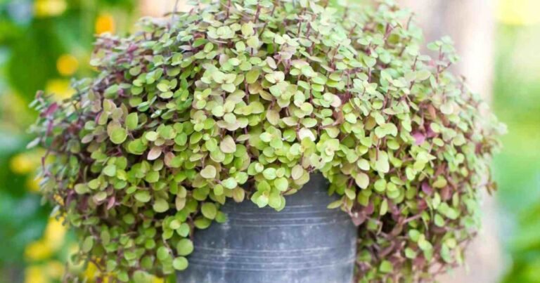 circulance plants in circular farming system