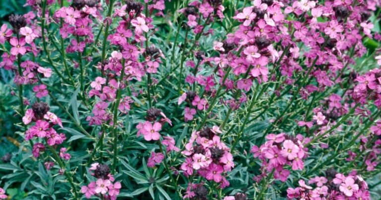 Erysimum Bowles Mauve Plants Blooming in Full Sun