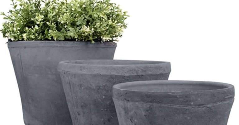 Extra large plant pots with healthy indoor plants in modern living room