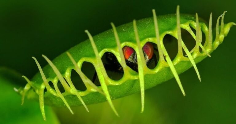 Healthy fly trap plant with sunlight and open traps