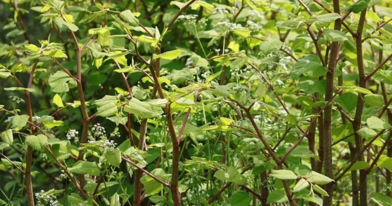 mistaken plants that look like japanese knotweed in garden
