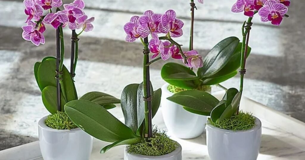 orchid plant pot for healthy roots