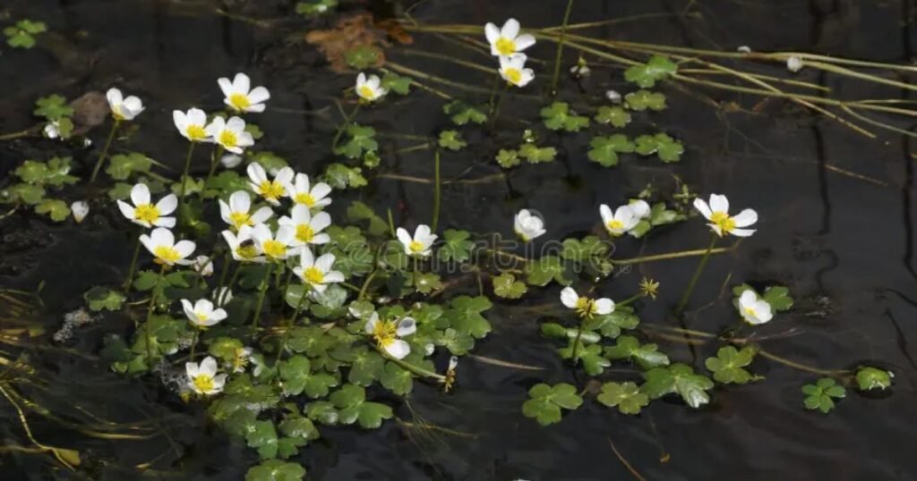 oxygenating pond plants thriving underwater in a clear garden pond