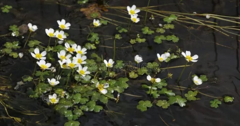 oxygenating pond plants thriving underwater in a clear garden pond