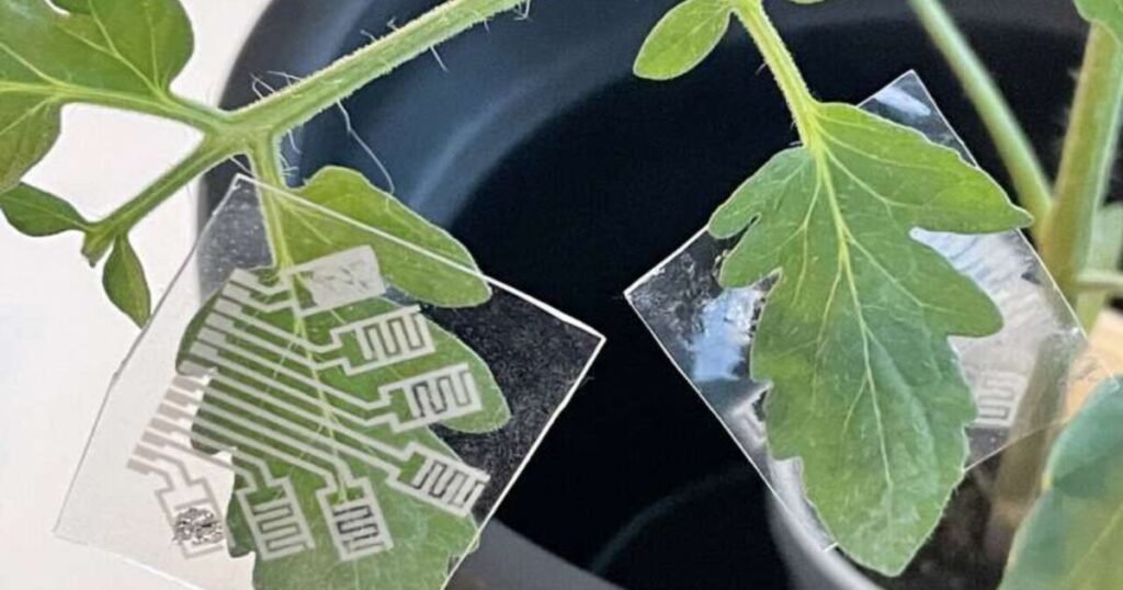 patch plants discount code offer 2025