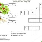 Common plant parts crossword puzzle answer sheet