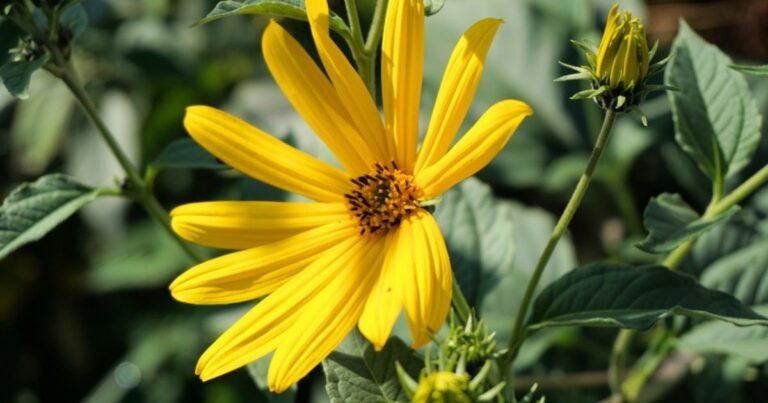 Bright plant with yellow flowers in a garden