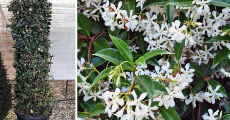 rhyncospermum jasminoides plant climbing a trellis