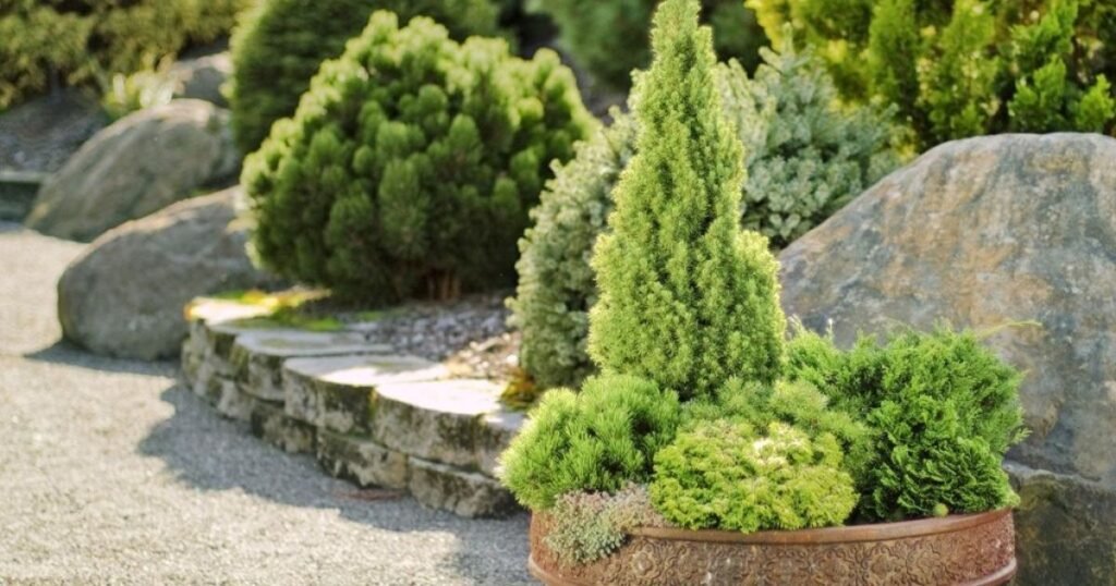 dwarf spruce small evergreen