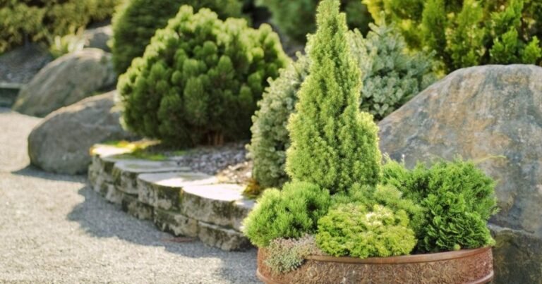 dwarf spruce small evergreen