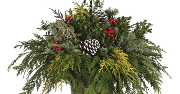 winter hanging basket plants